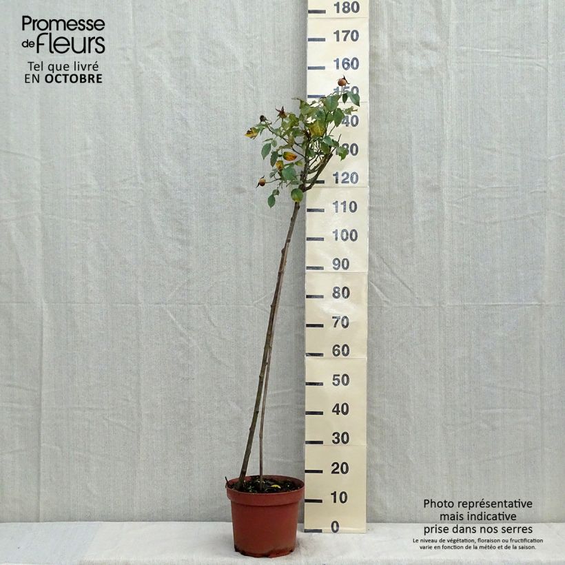 Exemplaar van Rosa Friesia - Stamroos Pot van 7,5 l/10 l, Stengel zoals geleverd in de herfst