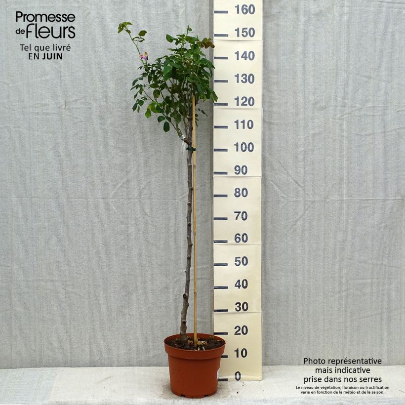 Exemplaar van Rosa Gertrude Jekyll - Stamroos Pot van 7,5 l/10 l, Stengel zoals geleverd in de zomer