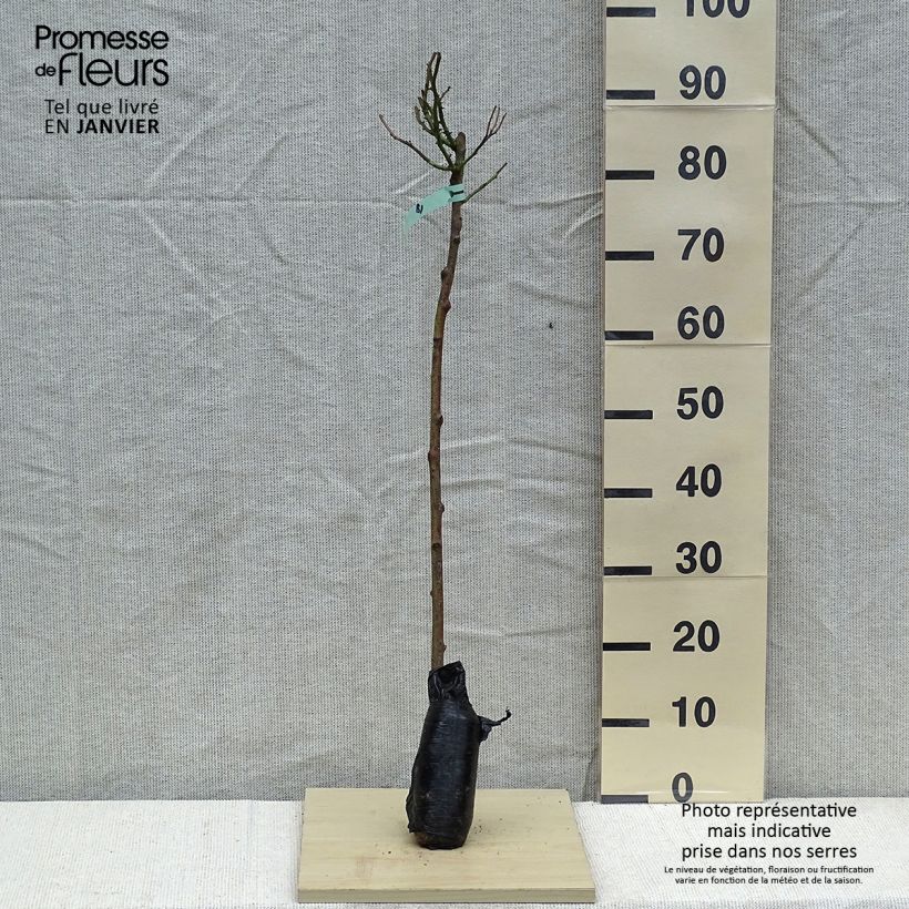 Example of Rosier tige Heidi Klum  In kluit as you get in hiver