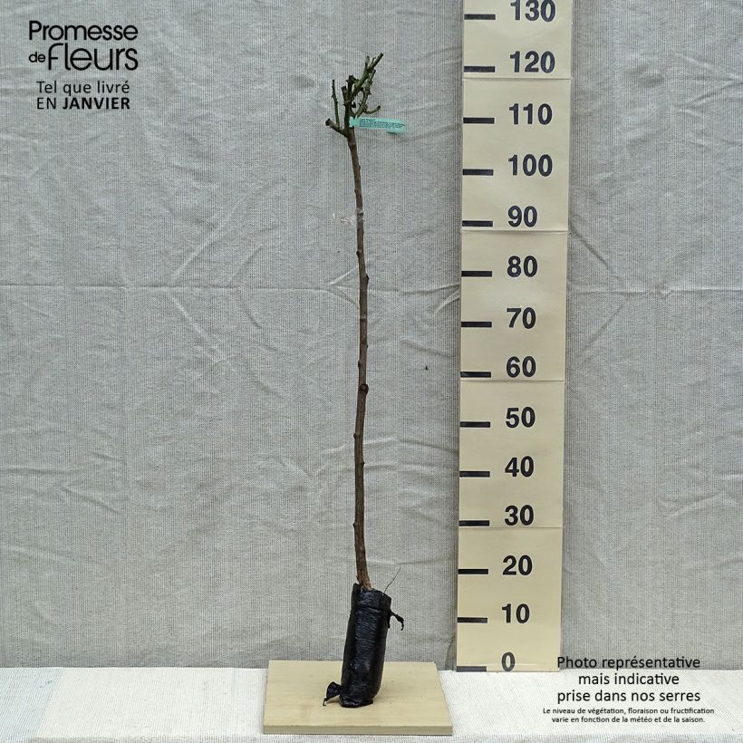 Example of Rosier tige Ingrid Bergman In kluit, Stengel as you get in hiver