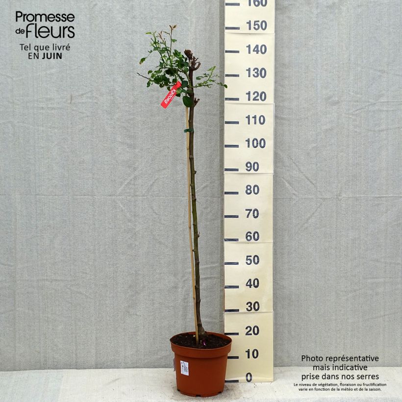 Exemplaar van Rosa Flower Carpet Scarlet - Stamroos Pot van 7,5 l/10 l, Stengel zoals geleverd in de zomer