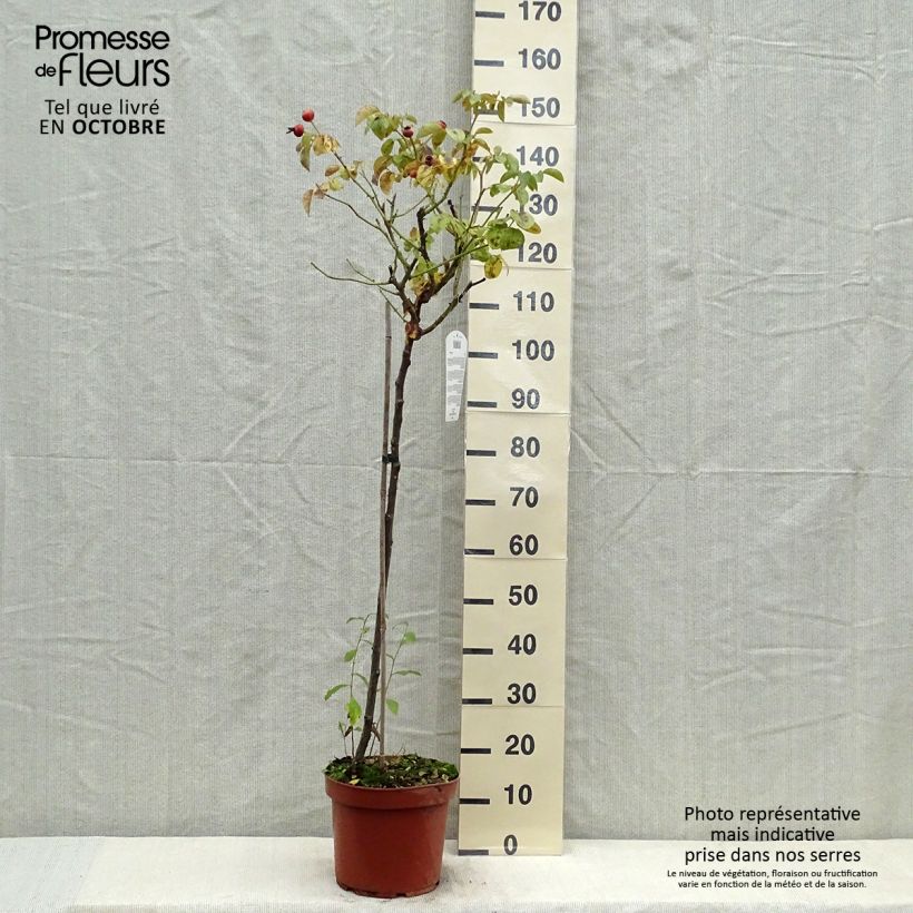 Exemplaar van Rosa Leonardo da Vinci - Stamroos Pot van 7,5 l/10 l, Stengel zoals geleverd in de herfst