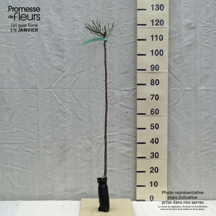 Example of Rosier Tige The Fairy In kluit, Stengel as you get in hiver