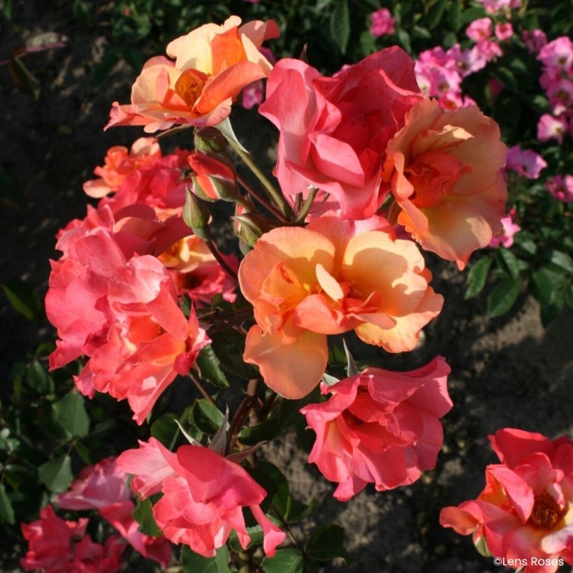 Rosa Esch-sur-Sûre - Muskusroos (Bloei)