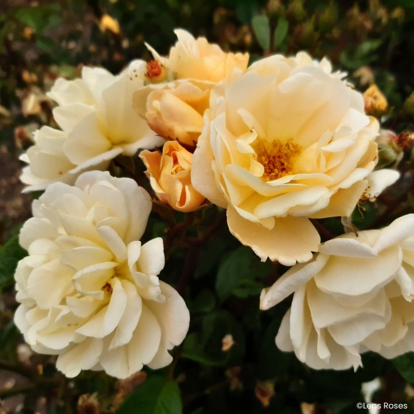Rosa Machera - Muskusroos (Flowering)