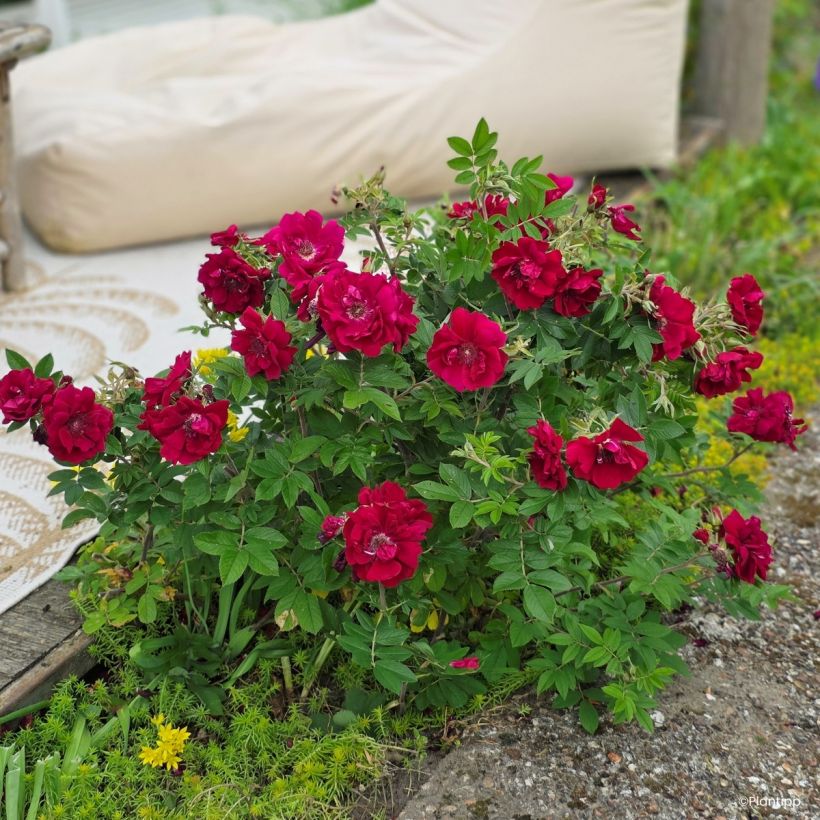 Rosa Take It Easy Red - Hondsroos (Plant habit)