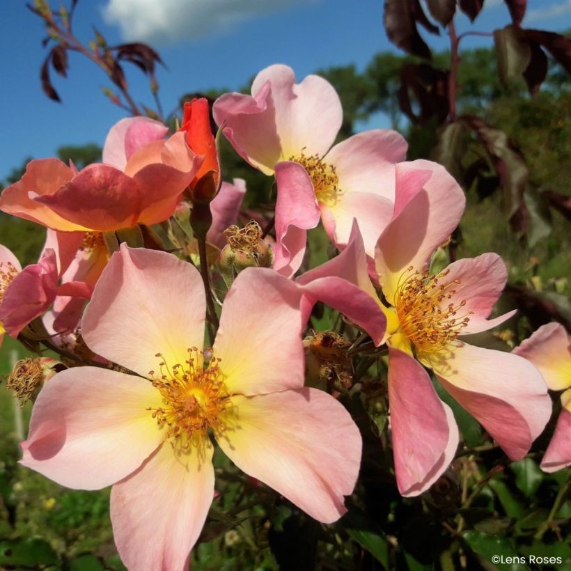 Rosa Lens Flair - Klimroos (Bloei)