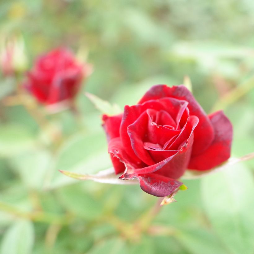 Rosa Baby Baccara - Miniatuurroos (Bloei)
