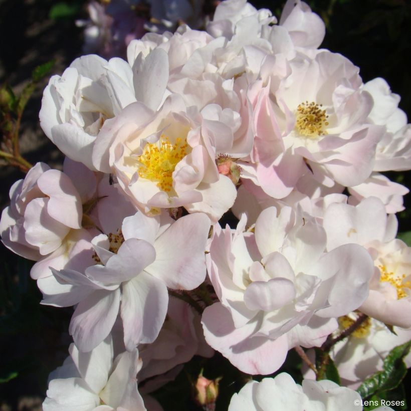 Rosa Ma Fille Sara - Miniatuurroos (Flowering)