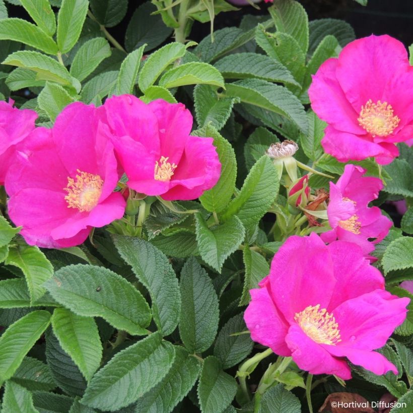 Rosa rugosa Angelia Eglantine (Bloei)