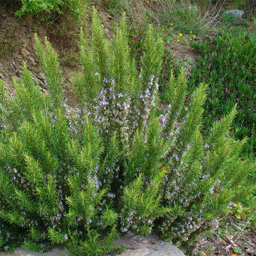 Rosmarinus officinalis - Rozemarijn (Plant habit)