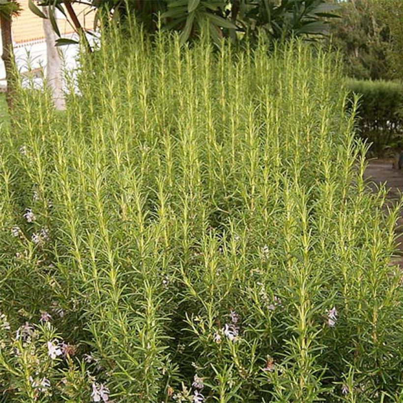 Rosmarinus officinalis Albiflorus - Rozemarijn (Plant habit)