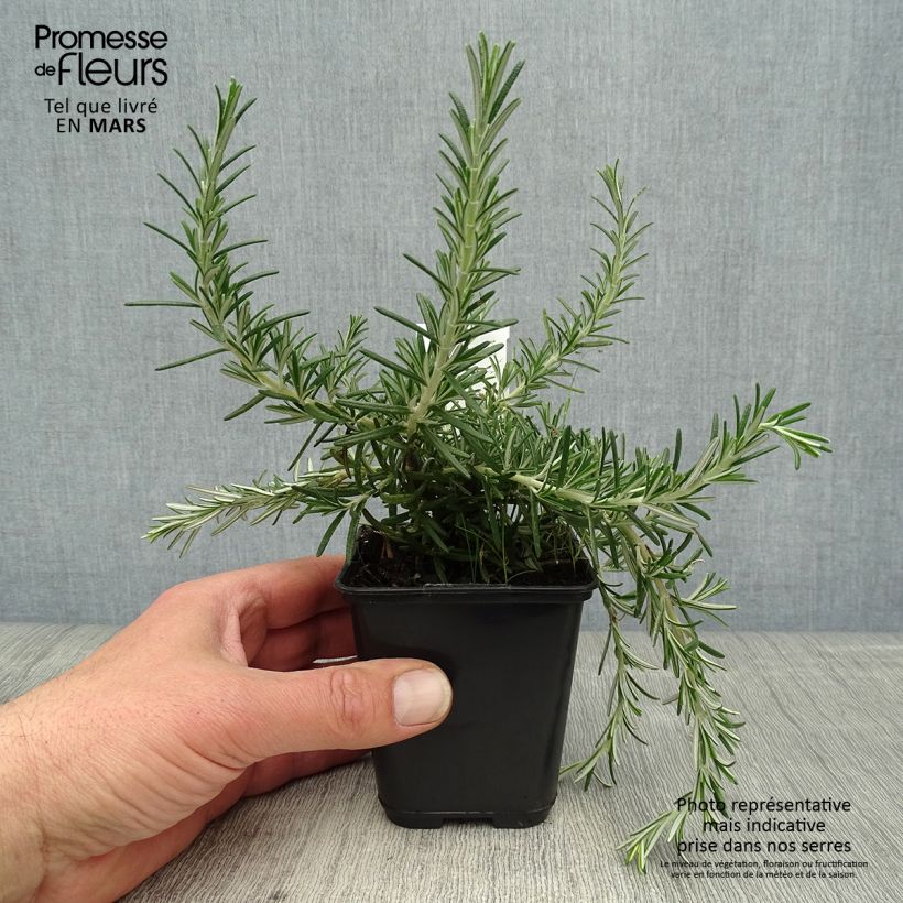 Exemplaar van Rosmarinus officinalis Blue Cascade - Rozemarijn retombant Kweekpotje van 8/9 cm zoals geleverd in de lente