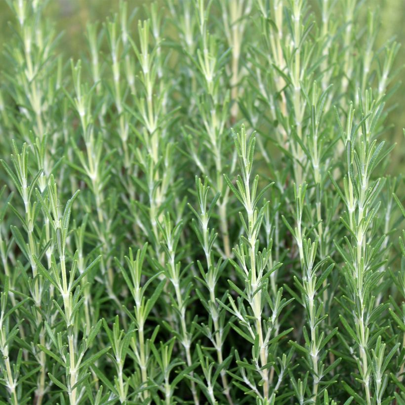 Rosmarinus officinalis Miss Jessopps Upright - Rozemarijn (Plant habit)