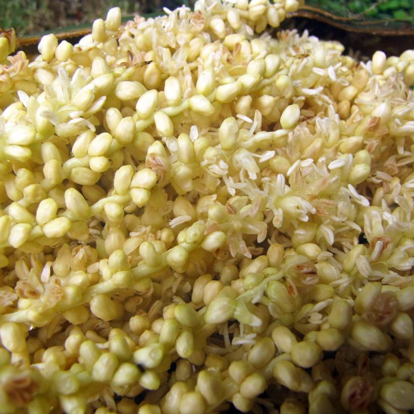 Roystonea regia - Koningspalm (Flowering)