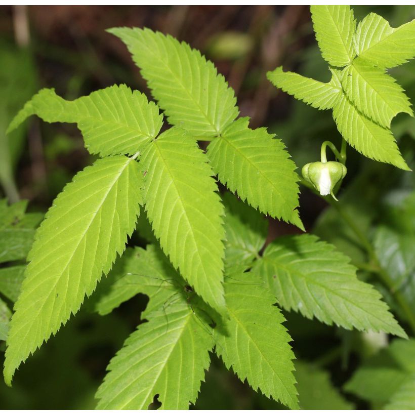 Rubus illecebrosus - Aardbeiframboos (Foliage)
