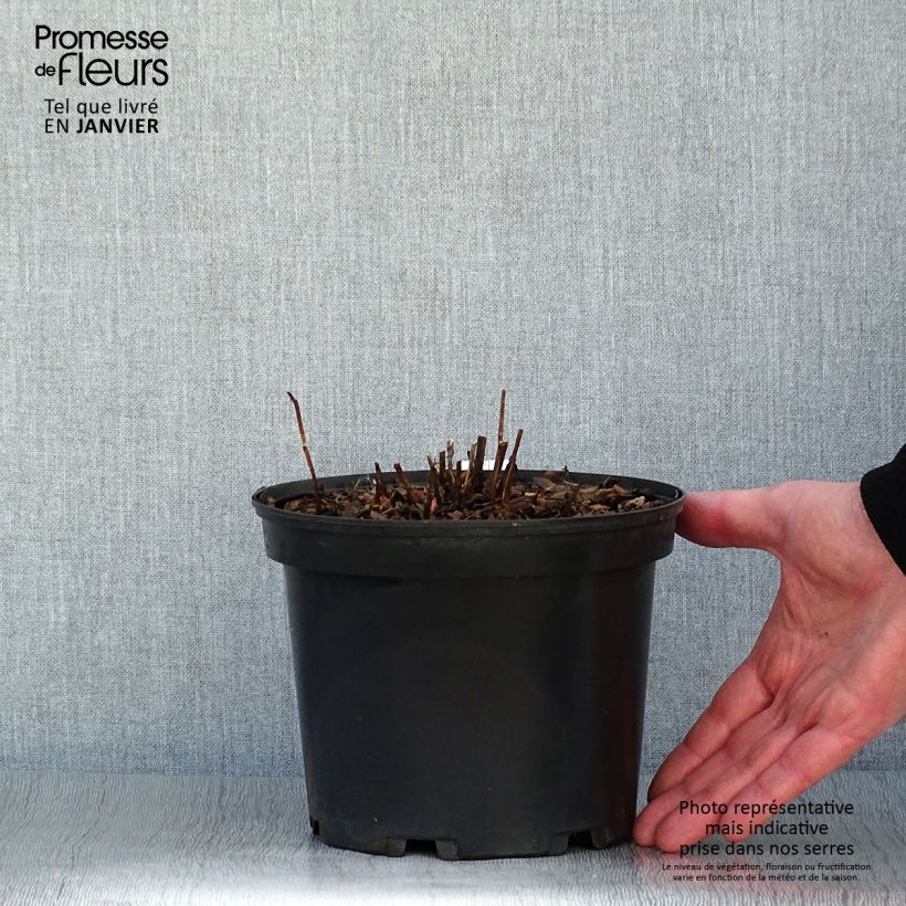 Example of Rubus illecebrosus - Aardbeiframboos Pot van 2 l/3 l as you get in hiver