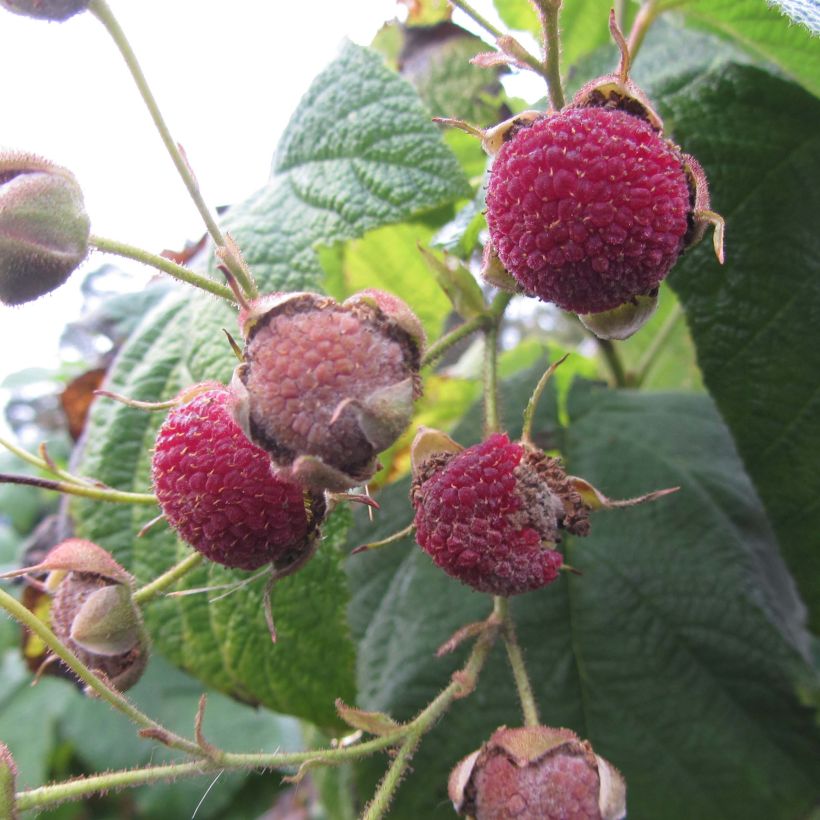 Rubus odoratus - Roodbloeiende framboos (Harvest)