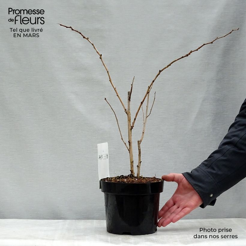 Exemplaar van Rubus odoratus - Roodbloeiende framboos Pot van 3 l/4 l zoals geleverd in de lente