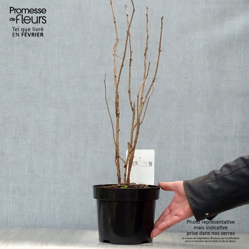 Example of Rubus odoratus - Ronce d'ornement Pot van 3 l/4 l as you get in hiver
