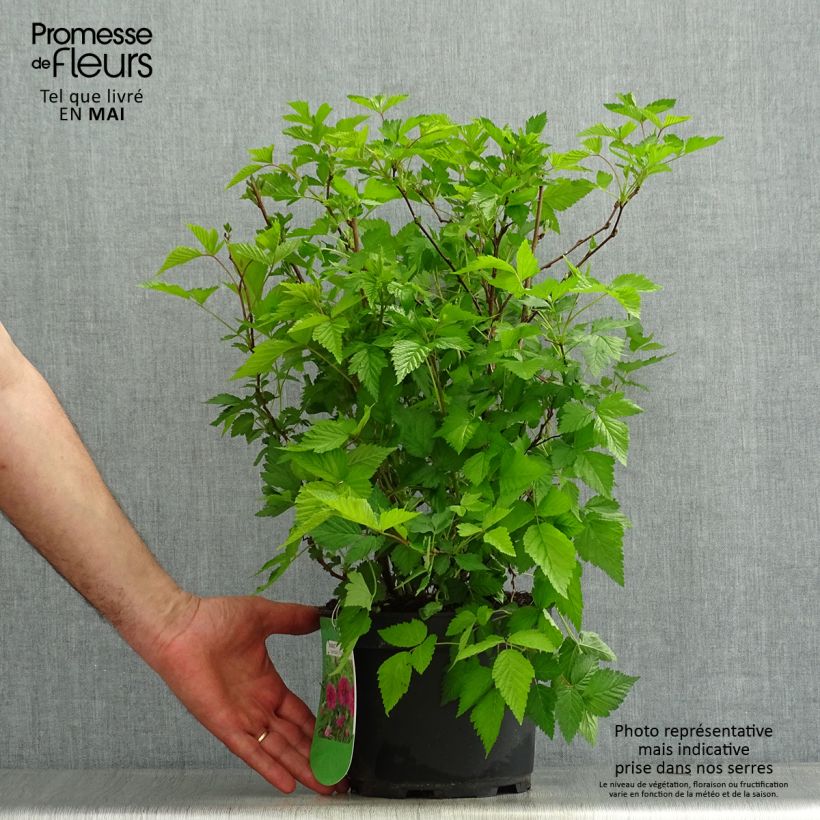 Exemplaar van Rubus spectabilis Olympic Double - Prachtframboos Pot van 3 l/4 l zoals geleverd in de lente