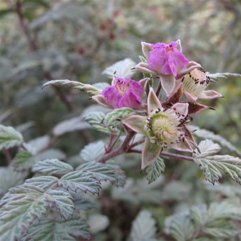 Rubus thibetanus Silver Fern - Sierbraam (Flowering)