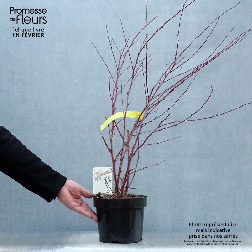 Example of Rubus thibetanus Silver Fern - Ronce d'ornement Pot van 3 l/4 l as you get in hiver