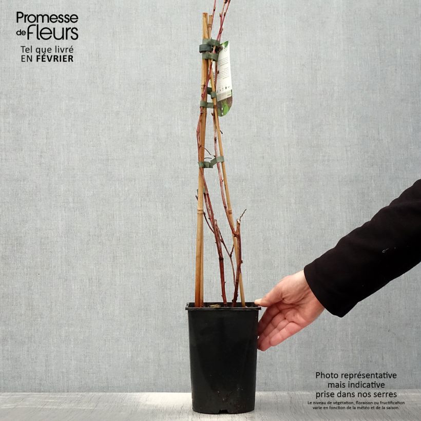 Exemplaar van Framboos Glen Coe Pot van 2 l/3 l zoals geleverd in de winter