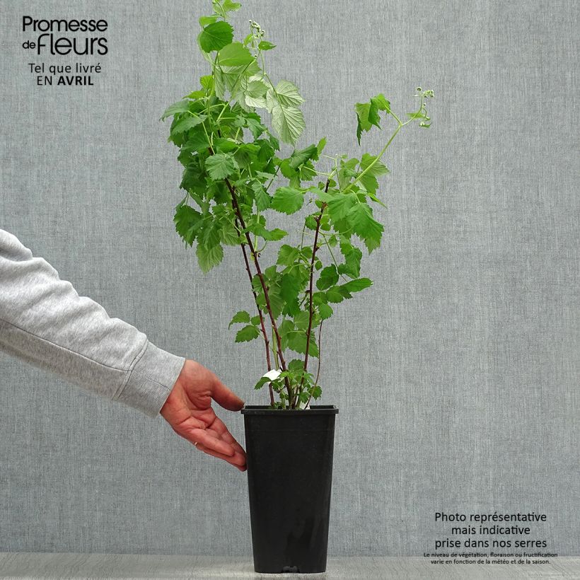 Exemplaar van Framboos Glen Coe Pot van 2 l/3 l zoals geleverd in de lente