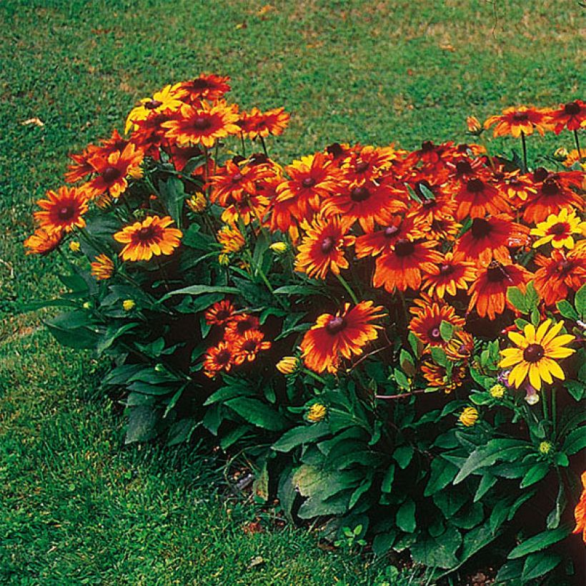 Rudbeckia Autumn Colors - Zonnehoed (Plant habit)