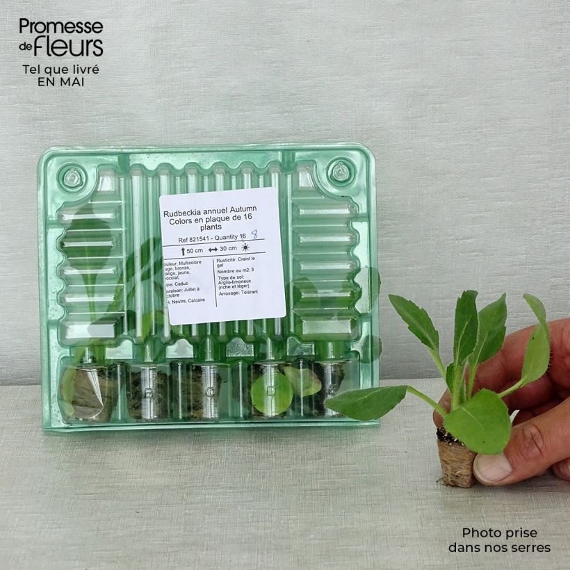 Example of Rudbeckia annuel Autumn Colors Kluitplant: kluit 3,8 cm x 3,2 cm in een tray voor 16 planten as you get in printemps