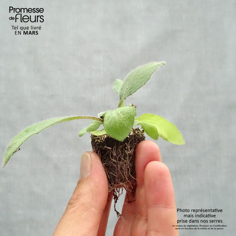 Example of Rudbeckia annuel Cherry Brandy Kluitplant: kluit 3,8 cm x 3,2 cm in een tray voor 16 planten as you get in printemps