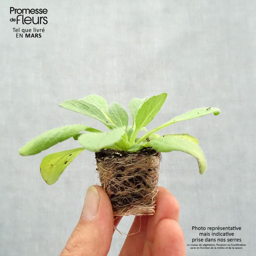 Exemplaar van Rudbeckia Goldilocks - Zonnehoed Mini-mot Ø 3/4 cm zoals geleverd in de lente