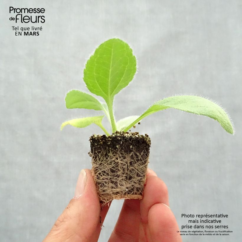 Example of Rudbeckia annuel Prairie Sun Kluitplant: kluit 3,8 cm x 3,2 cm in een tray voor 16 planten as you get in printemps