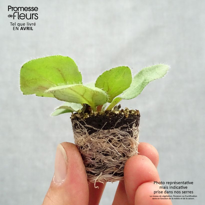 Example of Rudbeckia annuel Sunbeckia Mia Mini-mot Ø 1,5/2,5 cm as you get in printemps