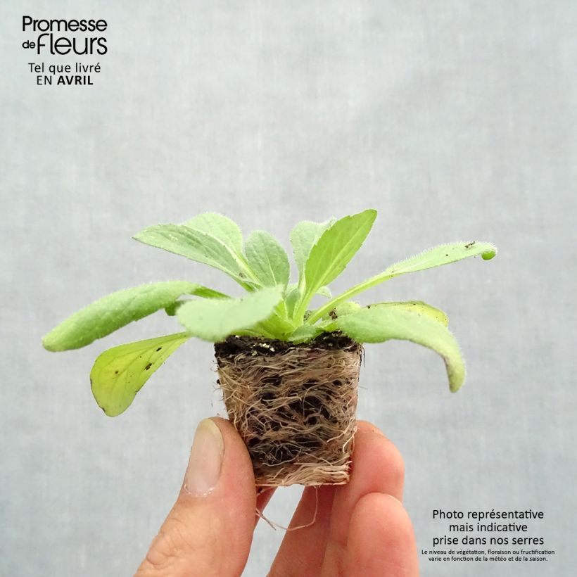 Example of Rudbeckia annuel Sunbeckia Ophelia Mini-mot Ø 1,5/2,5 cm as you get in printemps