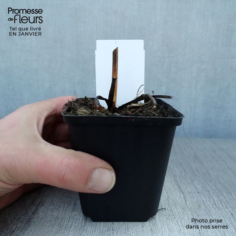 Example of Rudbeckia fulgida Early Bird Gold Kweekpotje van 8/9 cm as you get in hiver