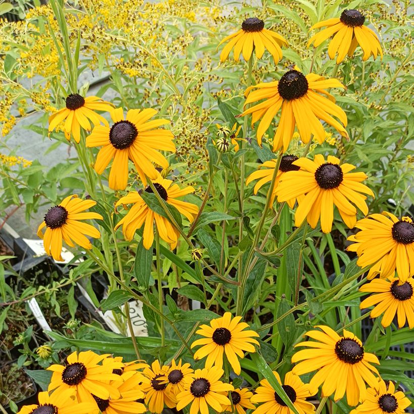 Rudbeckia fulgida Early Bird Gold - Zonnehoed (Plant habit)