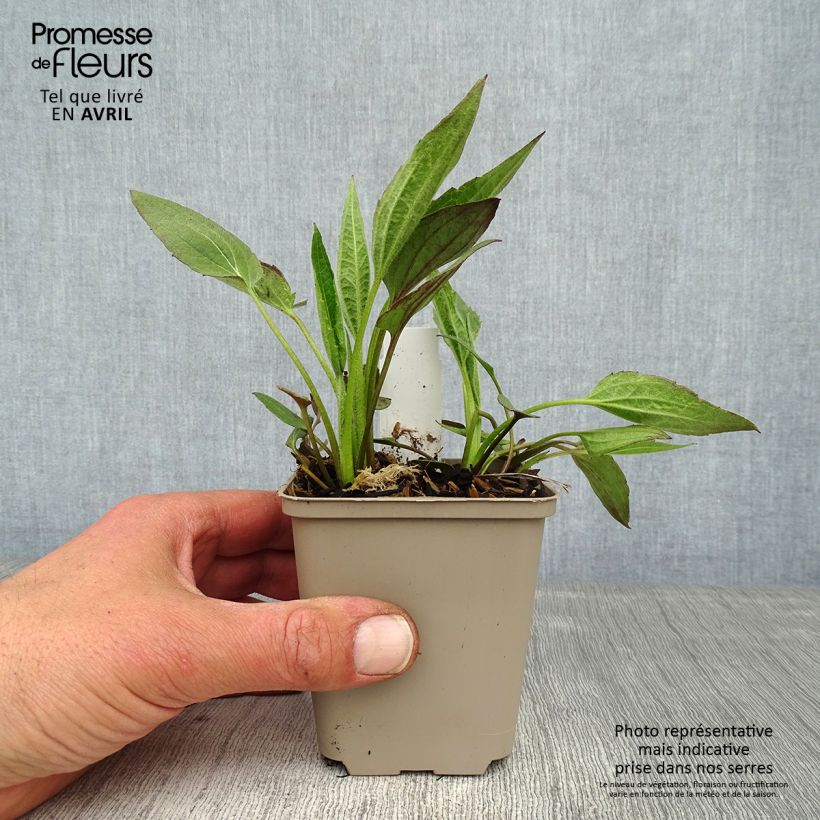 Exemplaar van Rudbeckia fulgida Forever Gold - Zonnehoed Kweekpotje van 8/9 cm zoals geleverd in de lente