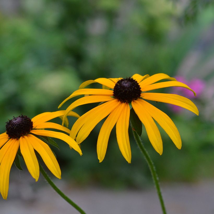 Rudbeckia fulgida Forever Gold - Zonnehoed (Bloei)