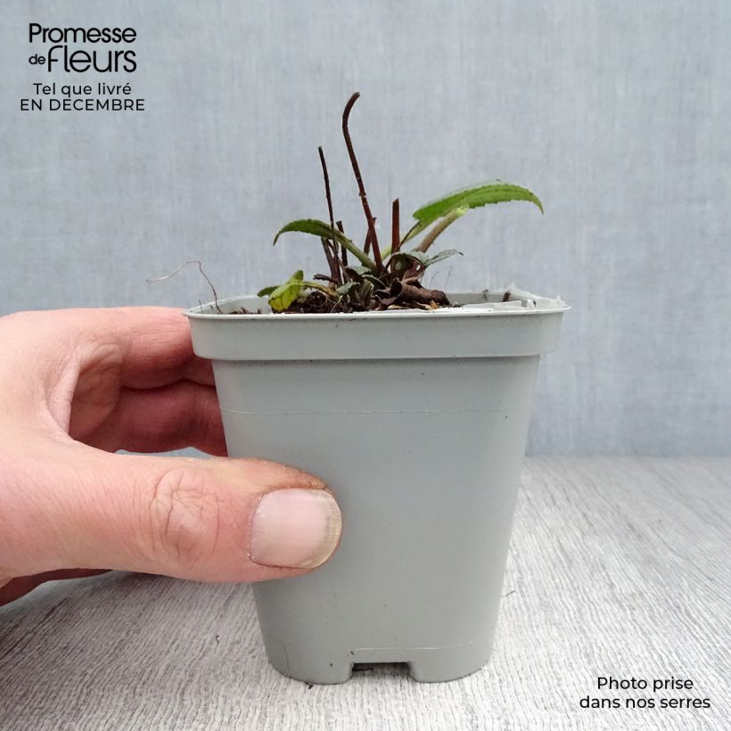 Example of Rudbeckia fulgida Goldsturm - Soleil vivace d'automne Kweekpotje van 8/9 cm as you get in hiver