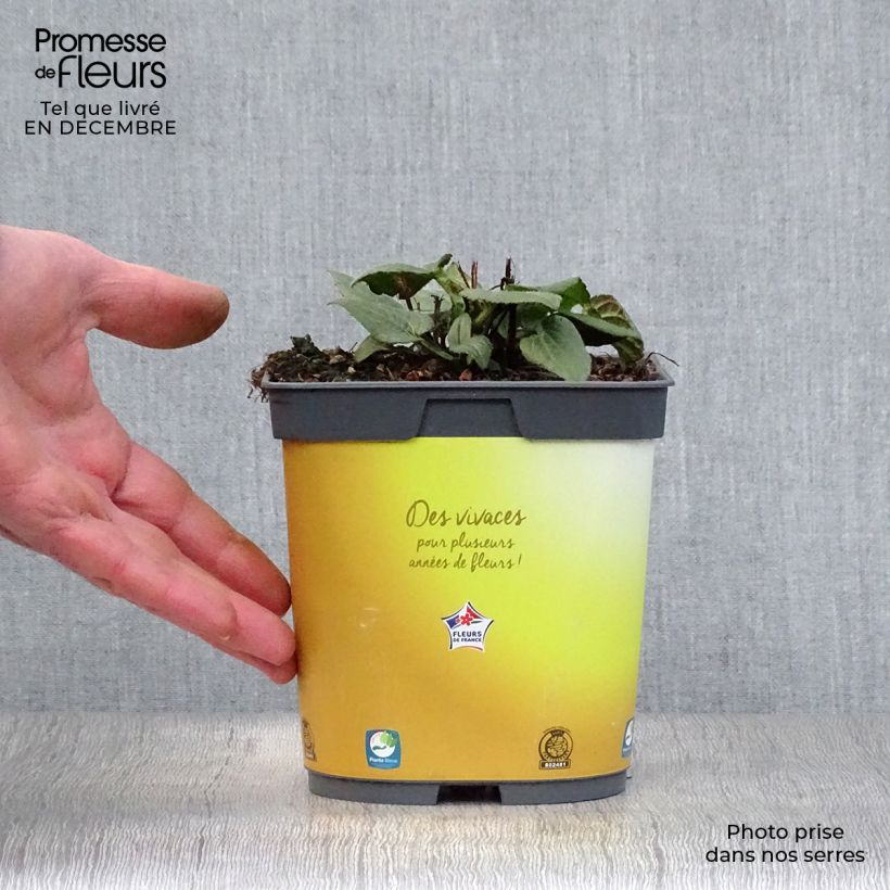 Example of Rudbeckia fulgida Goldsturm - Soleil vivace d'automne Pot van 2 l/3 l as you get in hiver