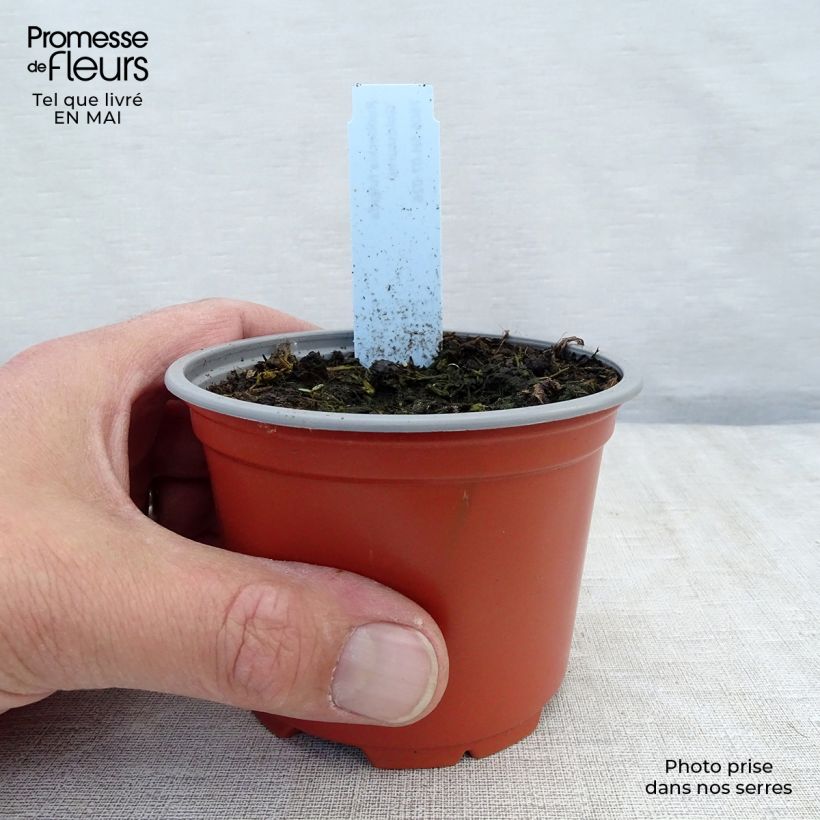 Exemplaar van Rudbeckia fulgida Goldsturm - Zonnehoed Kweekpotje van 8/9 cm zoals geleverd in de lente