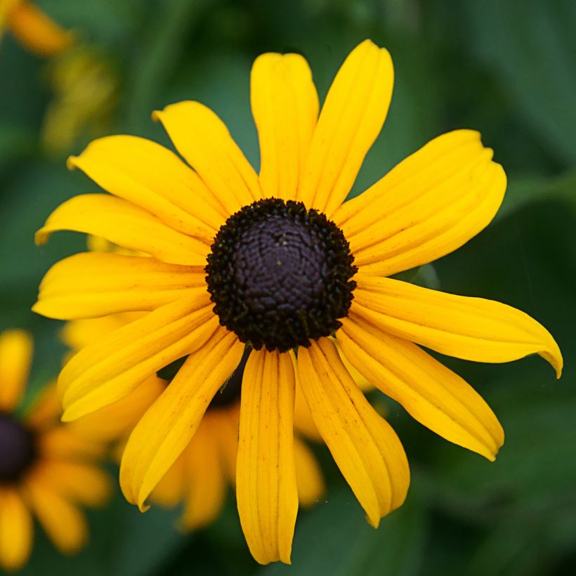Rudbeckia fulgida var. sullivantii Pot of Gold - Zonnehoed (Bloei)