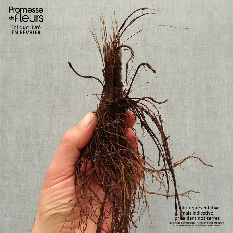 Exemplaar van Rudbeckia fulgida var. sullivantii Pot of Gold - Zonnehoed Naakte wortel zoals geleverd in de winter