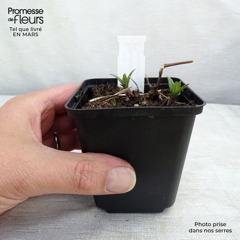 Example of Rudbeckia laciniata Goldquelle - Slipbladige rudbeckia Kweekpotje van 8/9 cm as you get in hiver