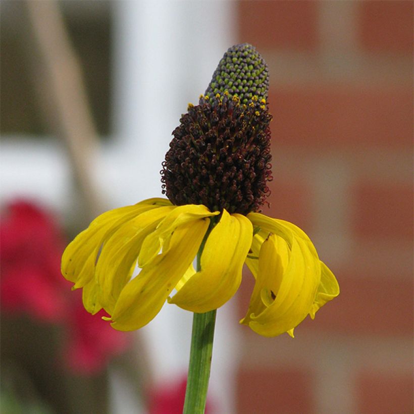 Rudbeckia maxima - Zonnehoed (Flowering)