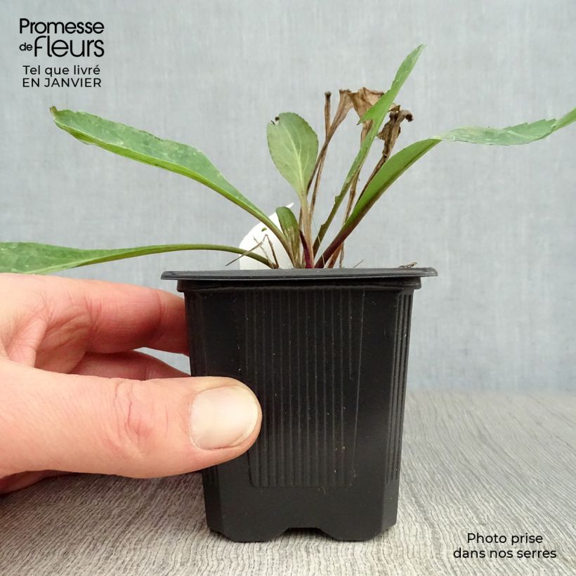 Example of Rudbeckia maxima - Zonnehoed Kweekpotje van 8/9 cm as you get in hiver