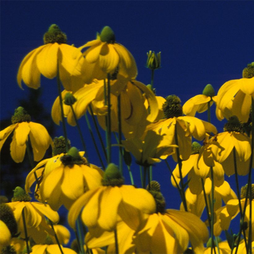 Rudbeckia nitida Herbstsonne - Zonnehoed (Flowering)