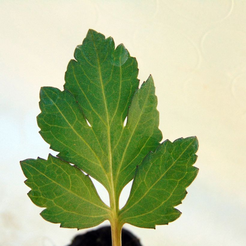 Rudbeckia nitida Herbstsonne - Zonnehoed (Foliage)